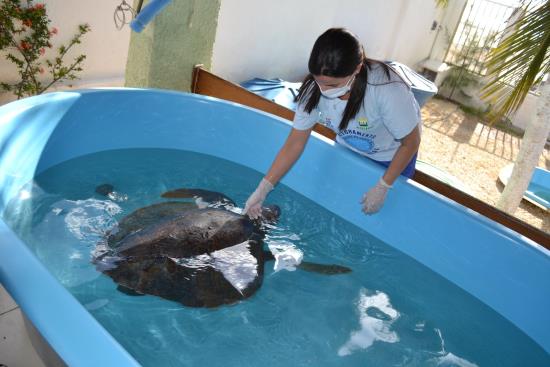 Depois de acompanhamento de médicos veterinários animais reabilitados são devolvidos ao mar (Foto: Divulgação/Uern)