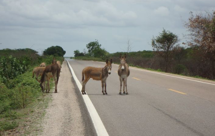 Nas rodovias da região os animais "passeiam" livremente  (Foto: Reprodução) 