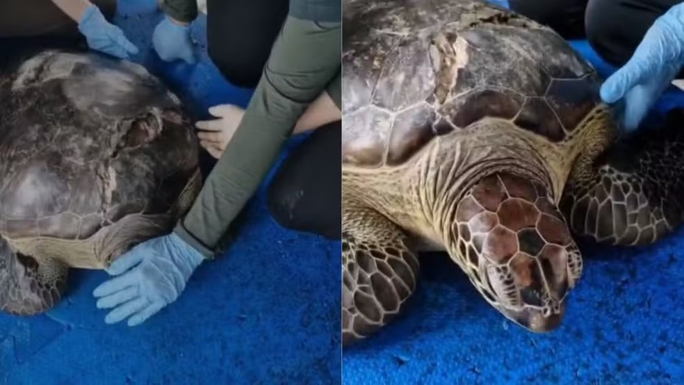 tartaruga ferida