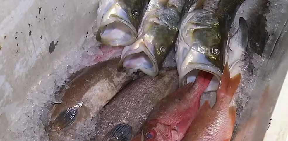 intoxicação depois de comer peixe