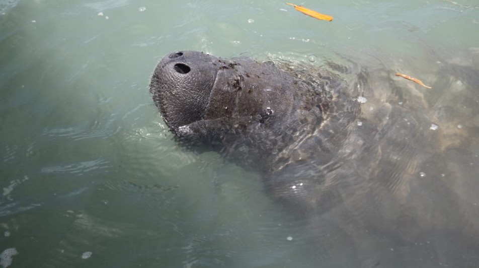 Peixe-boi-marinha-Maria-sera-solta-no-dia-10-de-fevereiro-1024x682