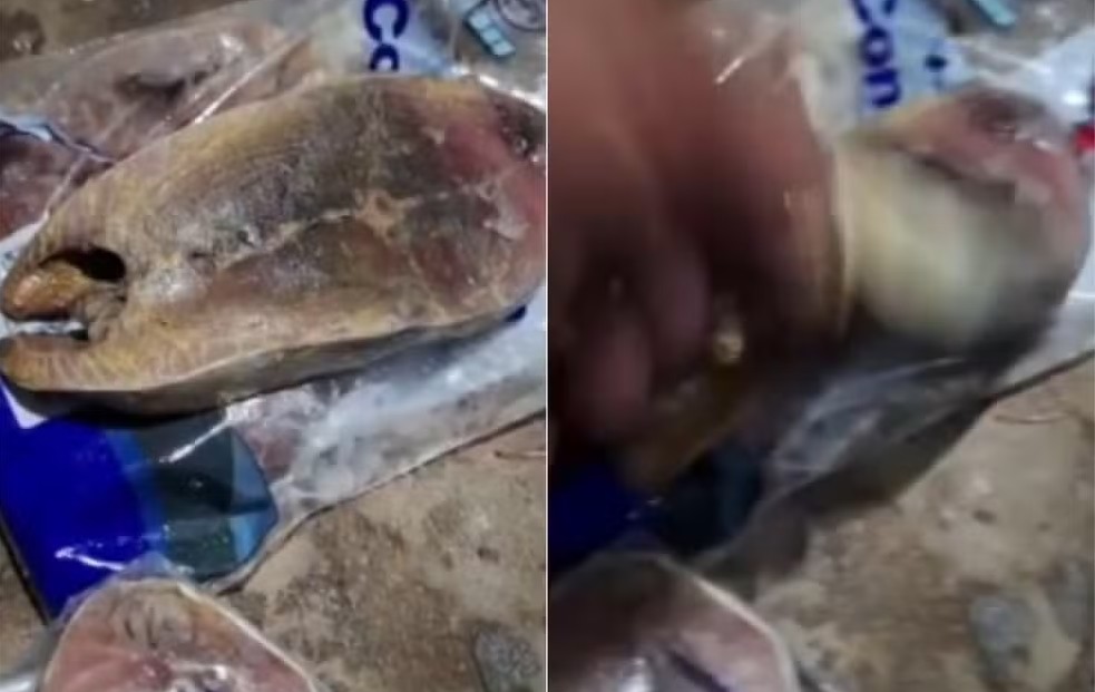 Peixes foram distribuídos pela prefeitura Foto Reprodução