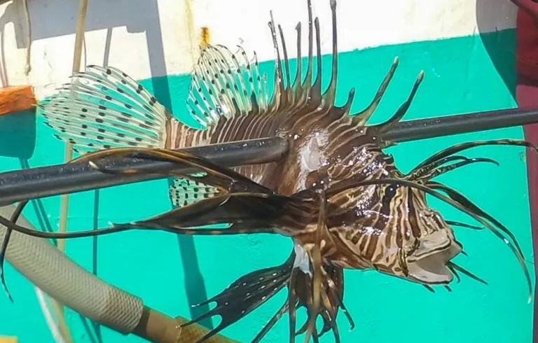 peixe leão no rn