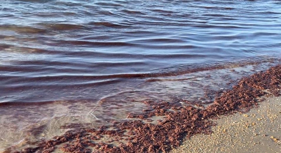 agua sargaço na praia de upanema